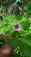 Lycianthes ciliolata