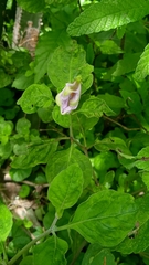 Lycianthes ciliolata