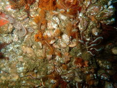 Brachiopoda