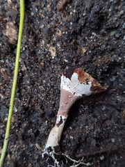 Loweomyces fractipes