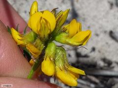 Rhynchosia ferulifolia