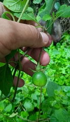 Lycianthes ciliolata
