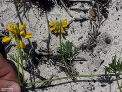 Rhynchosia ferulifolia