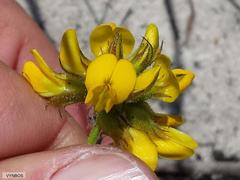 Rhynchosia ferulifolia