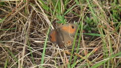 Pseudonympha magoides