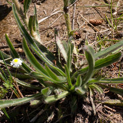 Echiostachys incanus