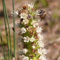 Echiostachys incanus