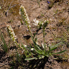 Echiostachys incanus