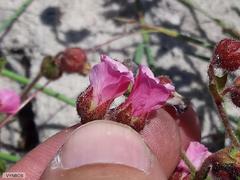 Hermannia heterophylla