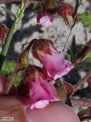 Hermannia heterophylla