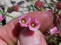 Hermannia heterophylla