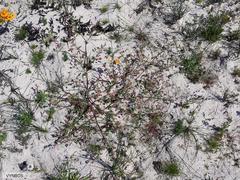 Hermannia heterophylla