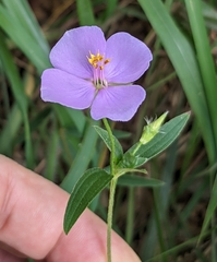Osbeckia chinensis