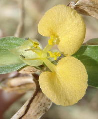 Commelina africana barberae