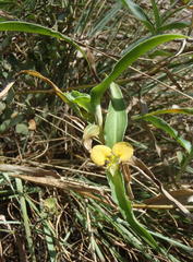 Commelina africana barberae