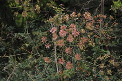 Cynorhiza typica
