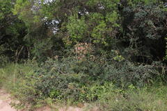 Cynorhiza typica