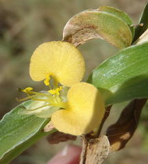 Commelina africana barberae