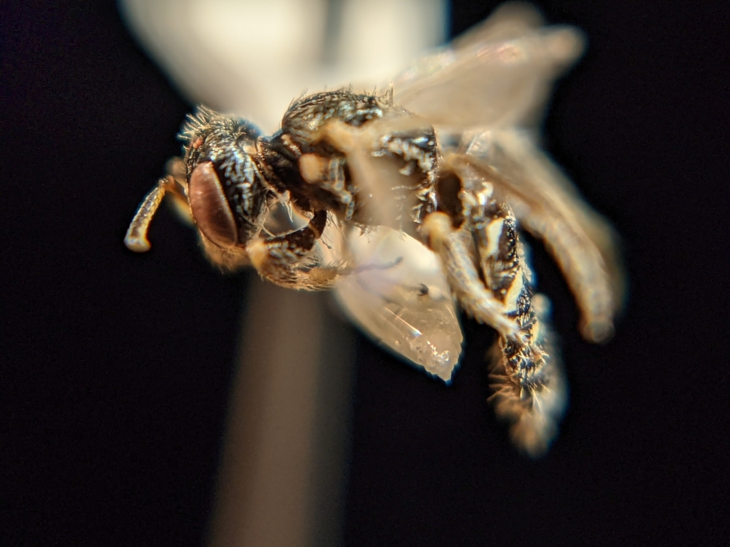 Perdita stepheni