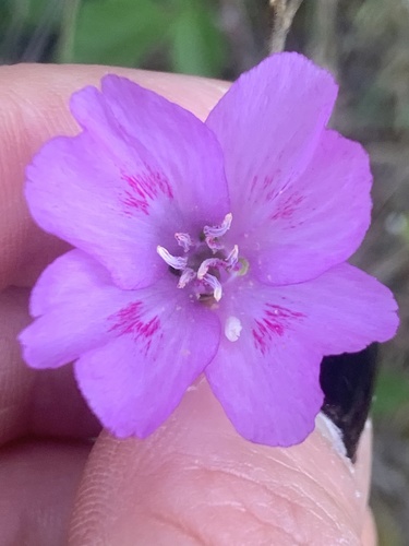 Farewell to spring (Clarkia amoena)