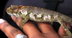 Bradypodion ventrale