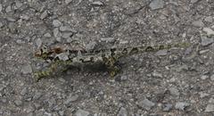Bradypodion ventrale