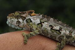 Bradypodion ventrale