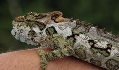 Bradypodion ventrale