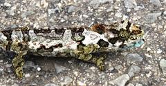 Bradypodion ventrale