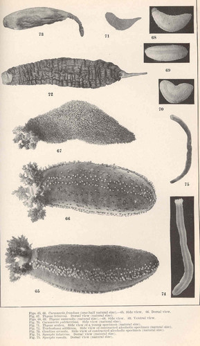 Epitomapta roseola — photo 1