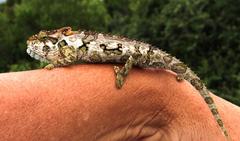 Bradypodion ventrale