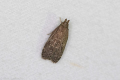 Helcystogramma melantherella