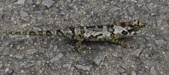 Bradypodion ventrale