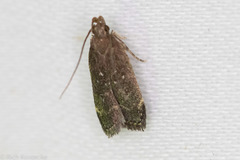 Helcystogramma melantherella