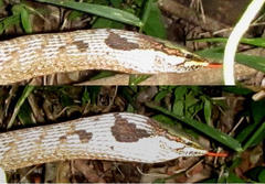Thelotornis capensis capensis