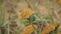 Calidea dregii