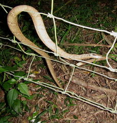 Thelotornis capensis capensis