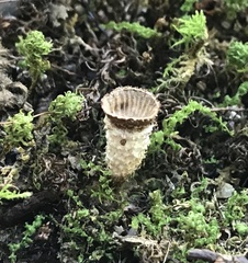 Trichoderma latizonatum