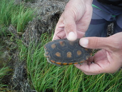 Malaclemys terrapin macrospilota