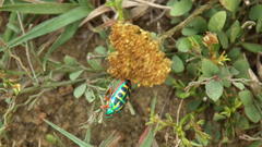 Calidea dregii