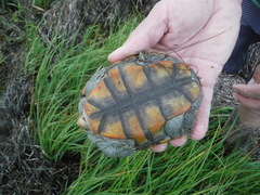 Malaclemys terrapin macrospilota
