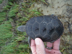 Malaclemys terrapin macrospilota