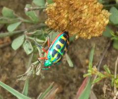 Calidea dregii
