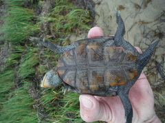 Malaclemys terrapin macrospilota