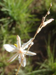 Chlorophytum fasciculatum