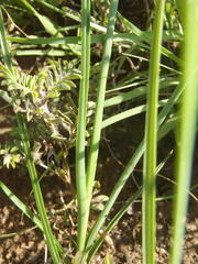 Chlorophytum fasciculatum