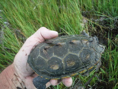 Malaclemys terrapin macrospilota