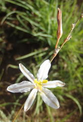 Chlorophytum fasciculatum