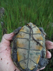 Malaclemys terrapin macrospilota