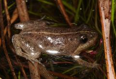 Microbatrachella capensis